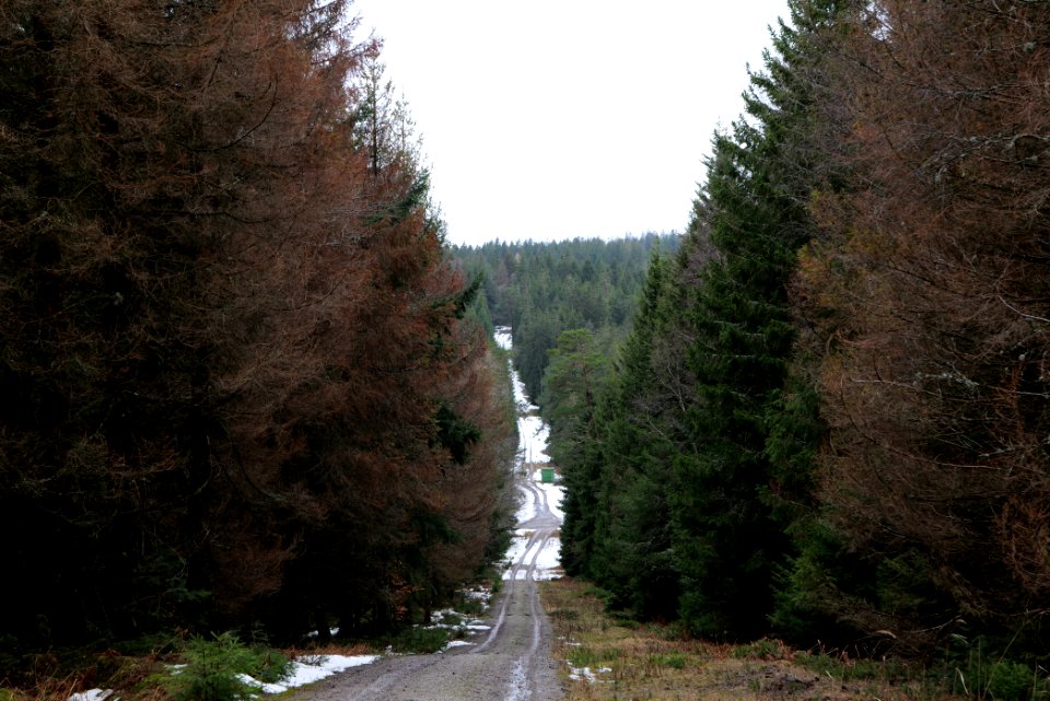 Salzleckenweg 2020-03-11 06
