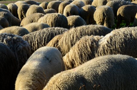 Wool without head domestic sheep photo