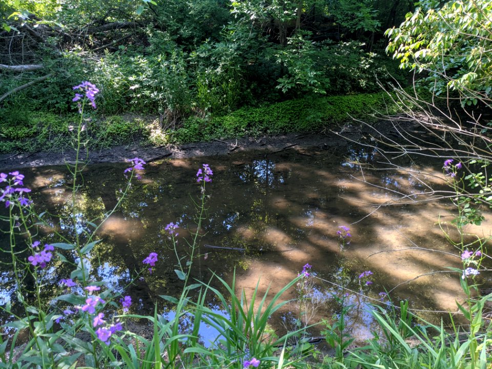 Salt Creek flows past purple flowers in Rolling Meadows, Illinois