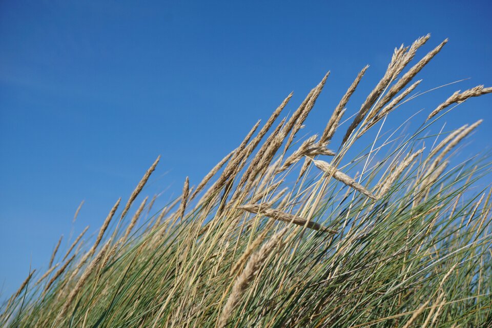 Landscape nature dune