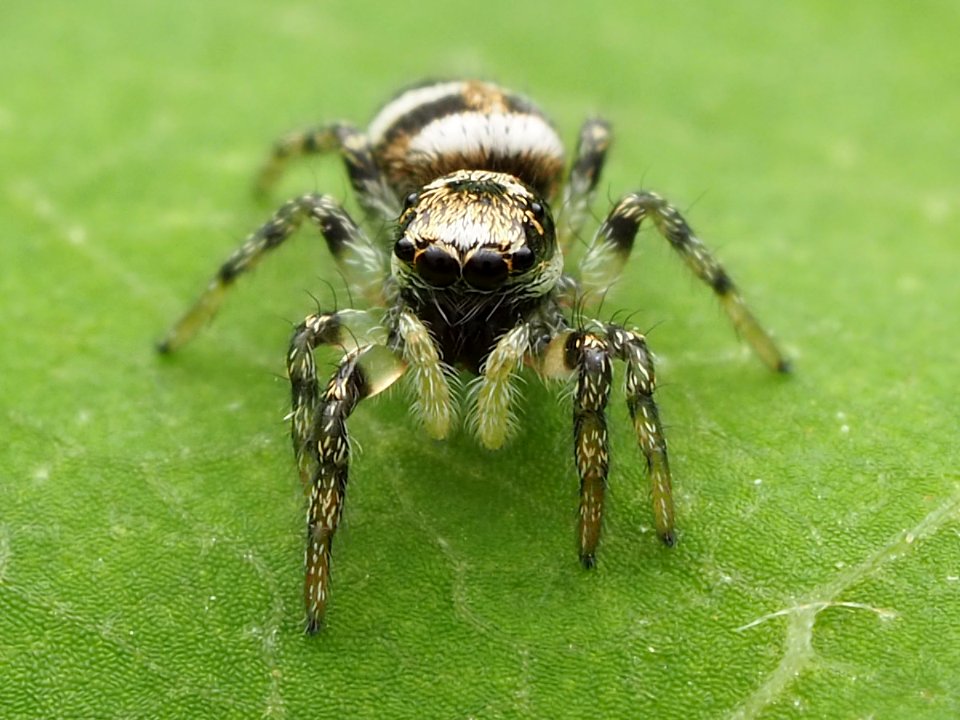 Salticus scenicus 128955122