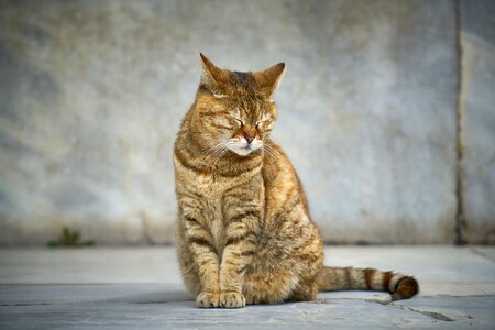 Cute pets nature