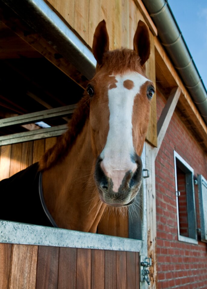 Window to watch stable