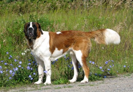 St bernard largest dog breed marlbank