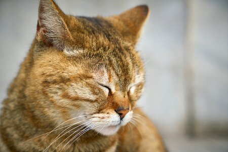Cute pets nature