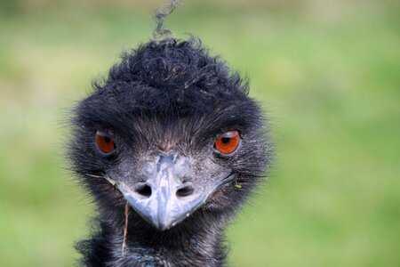 Ostrich bill head