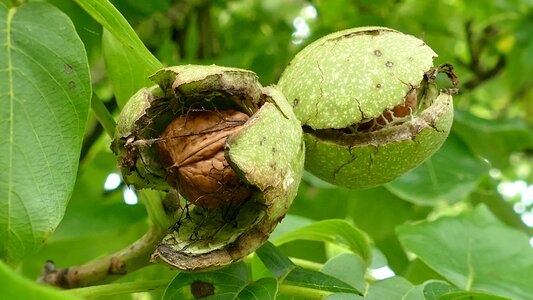 Eat food walnut on tree