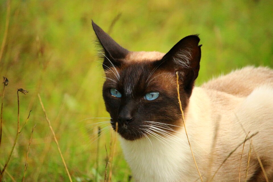 Siamese cat siamese breed cat photo