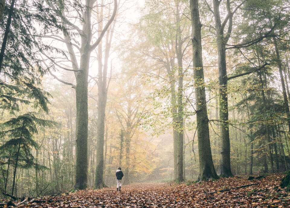 Fog landscape forest landscape