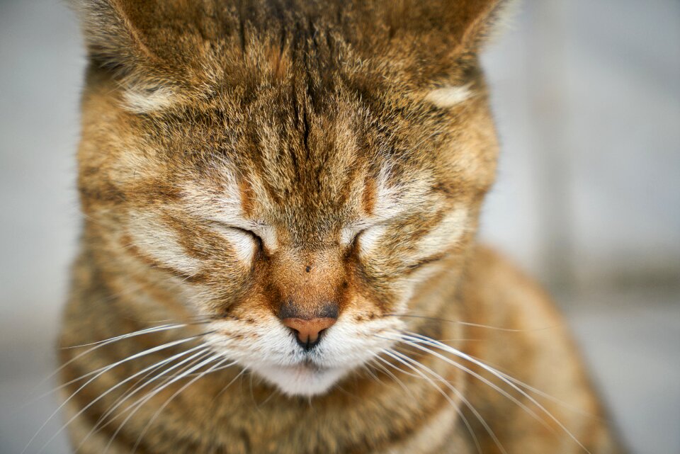 Cute pets nature