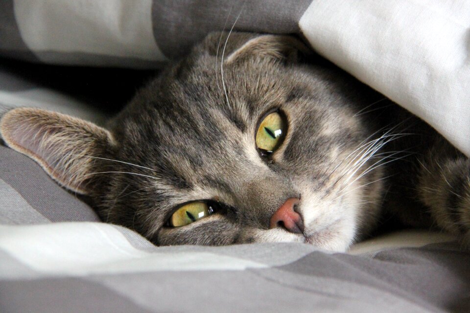 Pets striped cat cute