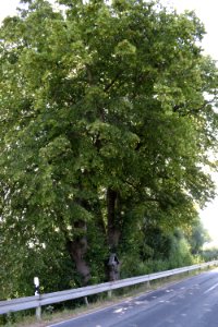 Salzkotten - Iseler Linden photo