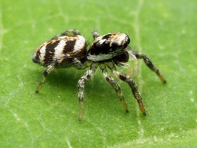 Salticus scenicus 128955111
