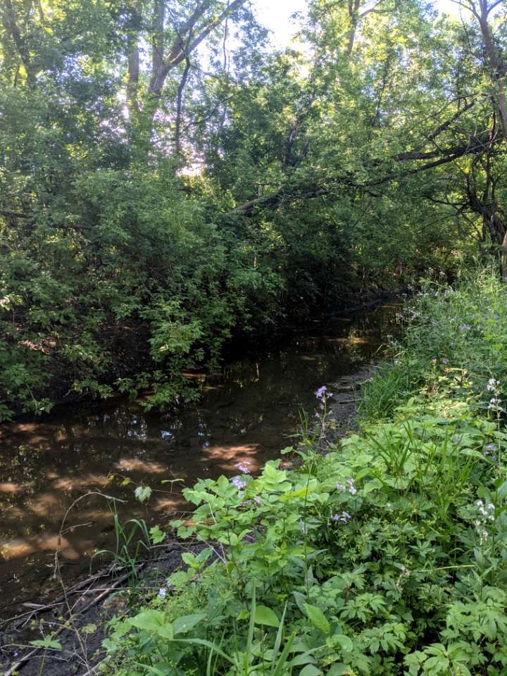 Salt Creek flows in Rolling Meadows, Illinois - 3