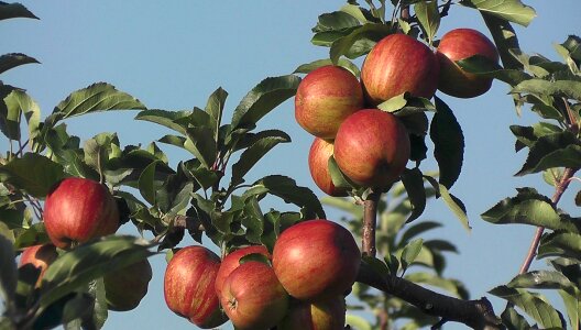 Palatinate food vitamins