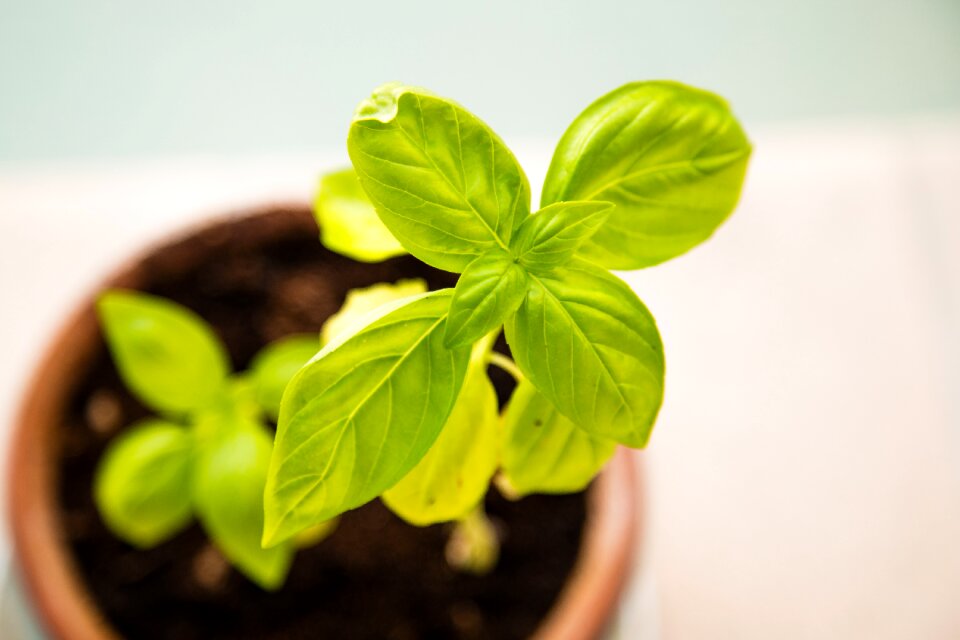 Leaves young green