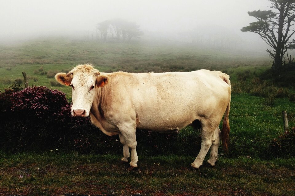 Countryside fog animal
