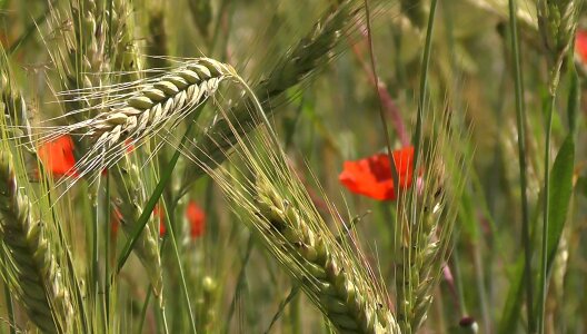 Barley rye barley field