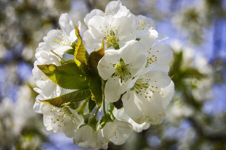 White blossom mother nature white