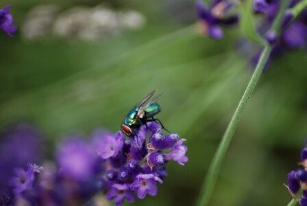 Close up insect lavender flowers photo