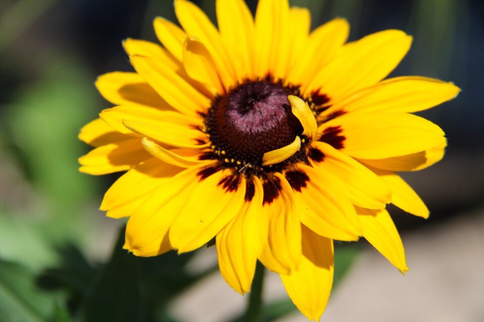 Flower plant floral