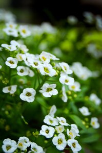 Green summer plant
