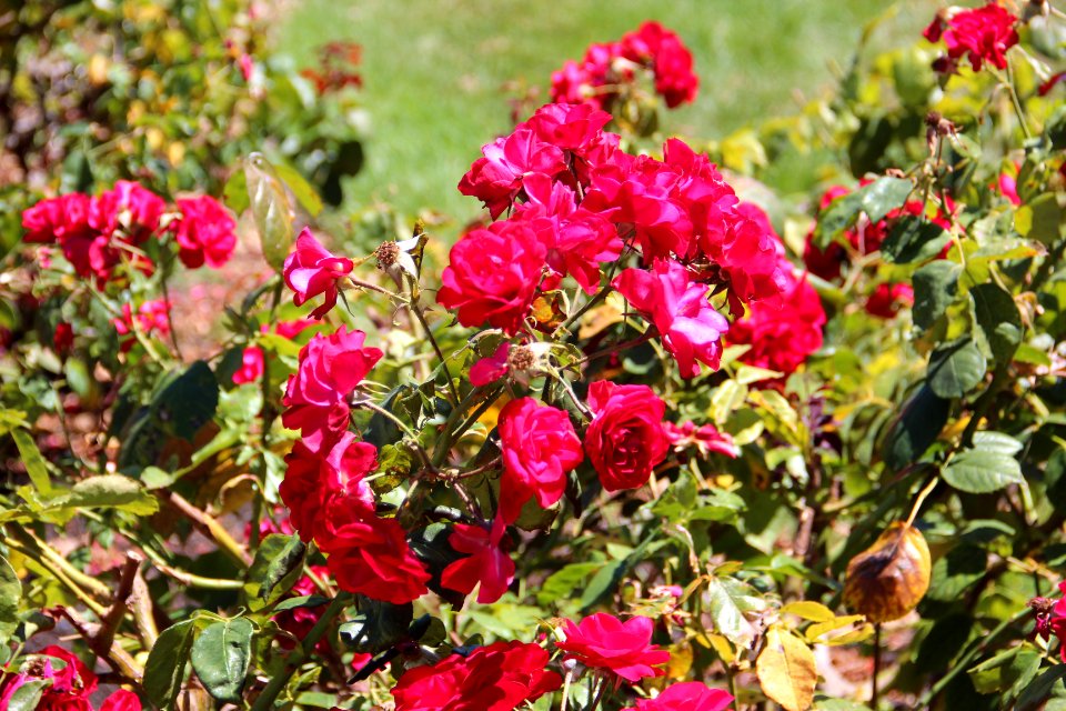 San Jose Municipal Rose Garden Aug 2019 3