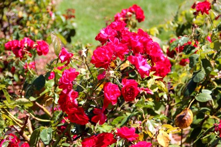 San Jose Municipal Rose Garden Aug 2019 3