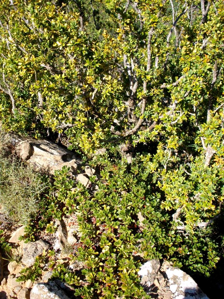 San Juan de la Peña - Sendero de montaña a Santa Cruz de la Serós 34