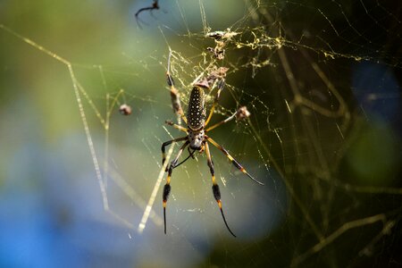 Predator macro detail