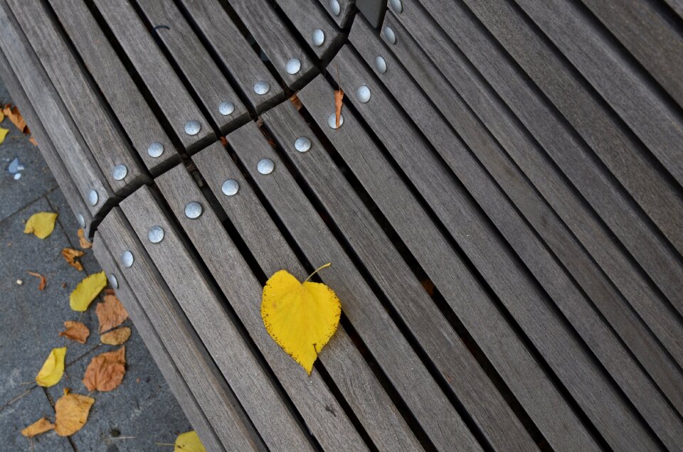 Yellow nature autumn mood