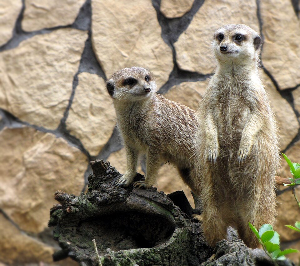 Zoological garden surykatka nature