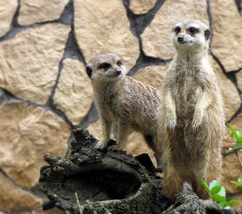 Zoological garden surykatka nature