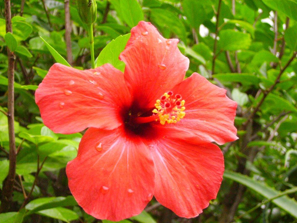 Hibiscus portugal vacations