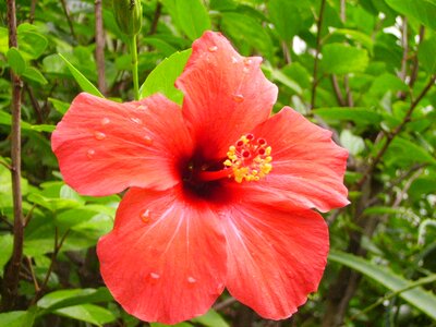 Hibiscus portugal vacations