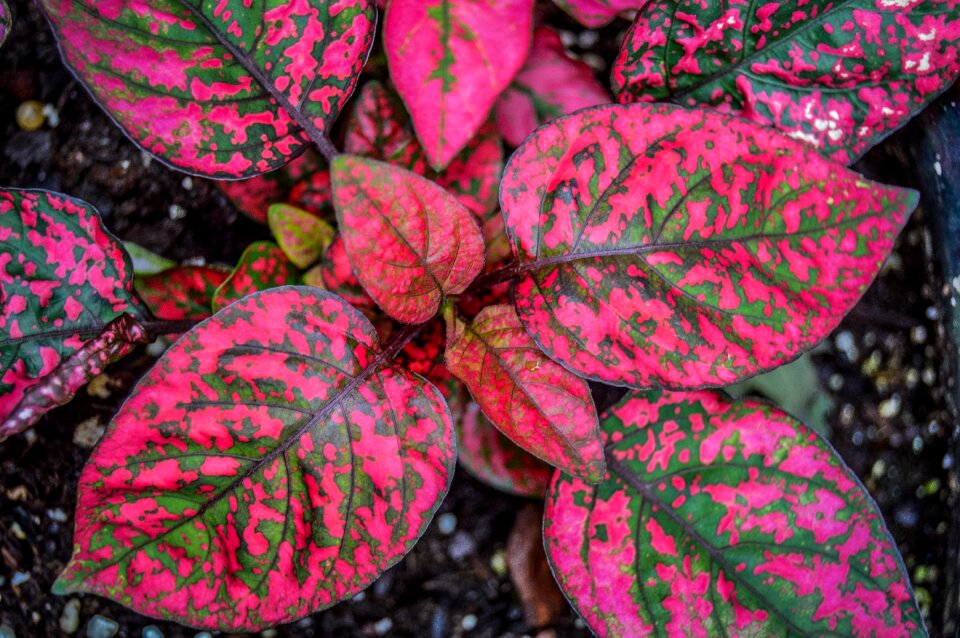 Dirt botanical garden