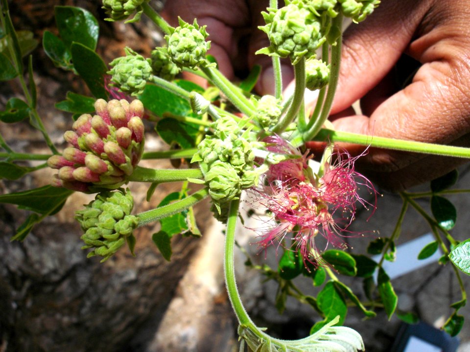 Saman tree (inflorescence)