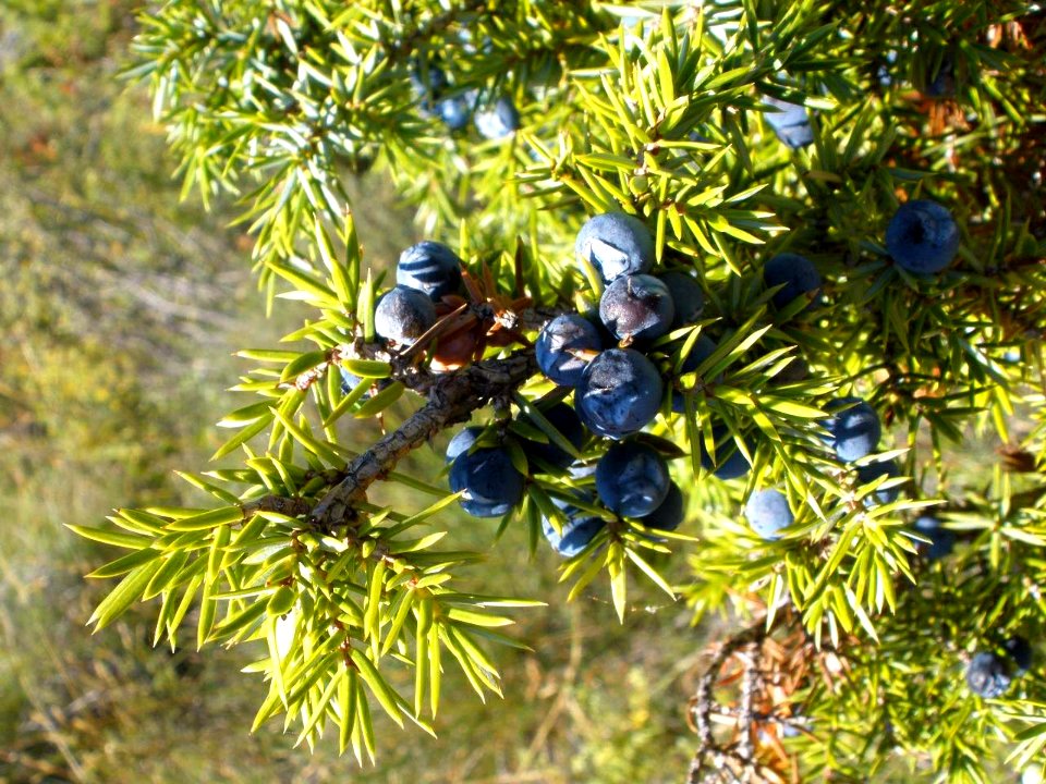 San Juan de la Peña - Sendero de montaña a Santa Cruz de la Serós 40