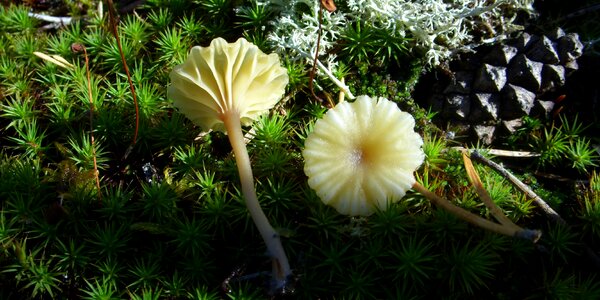 Moss mushroom cap cone photo