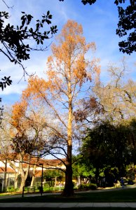 San José State University - DSC03938