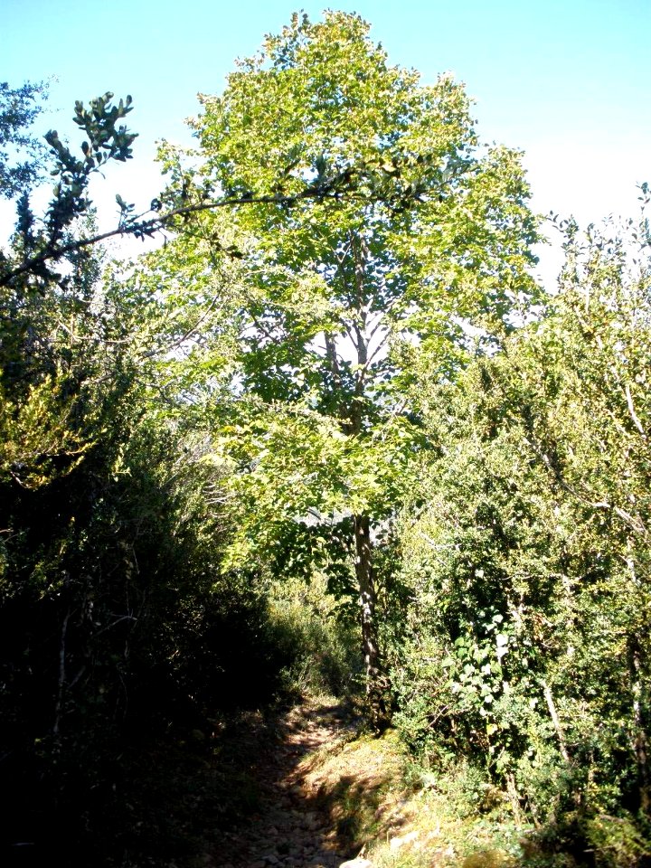 San Juan de la Peña - Sendero de montaña a Santa Cruz de la Serós 24