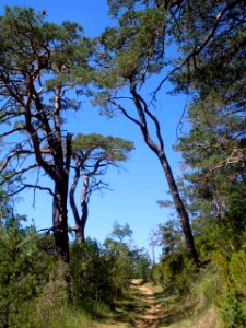 San Juan de la Peña - Sendero de montaña a Santa Cruz de la Serós 05