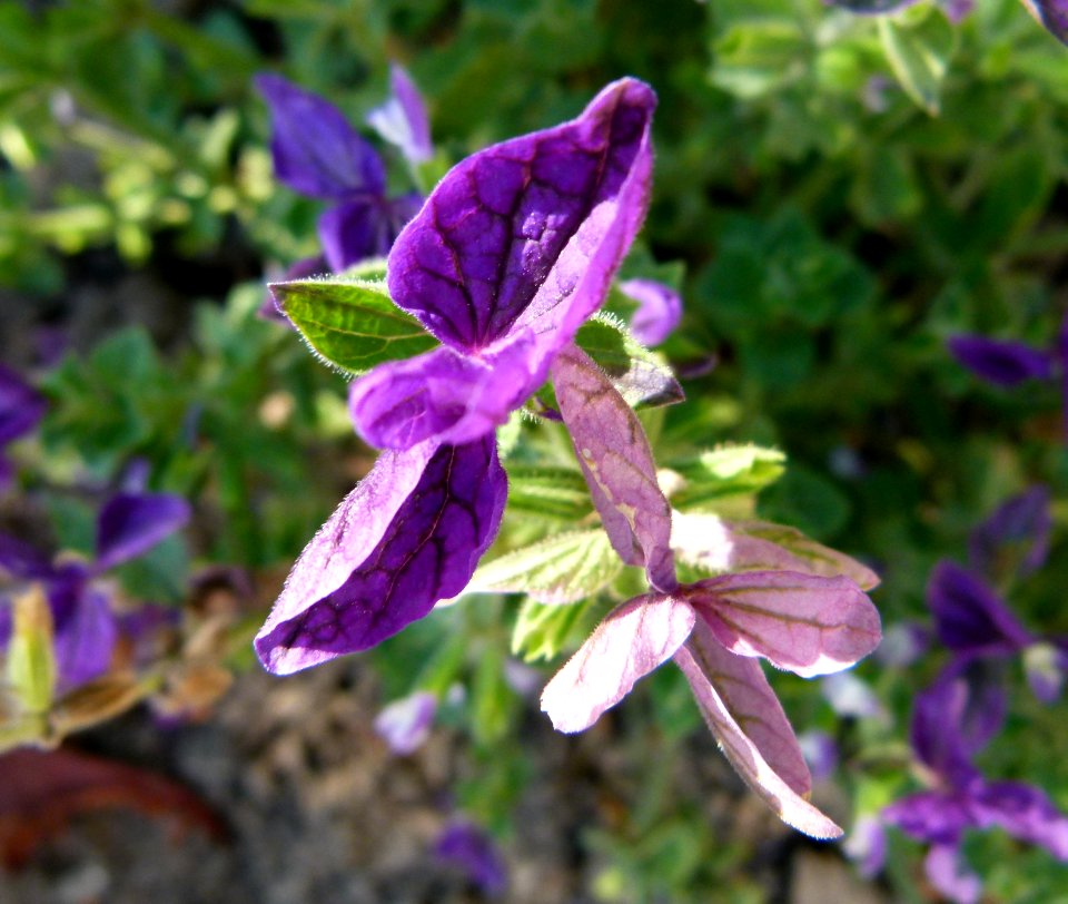Salvia horminum Oxford Blue