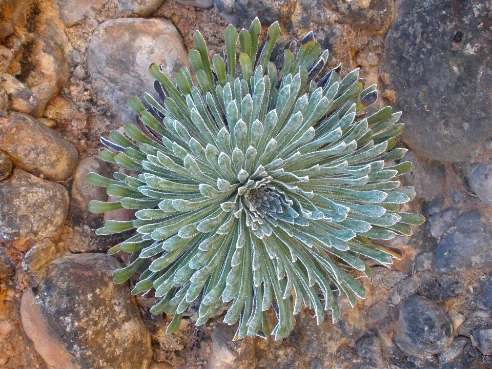 San Juan de la Peña - Sendero de montaña a Santa Cruz de la Serós 21