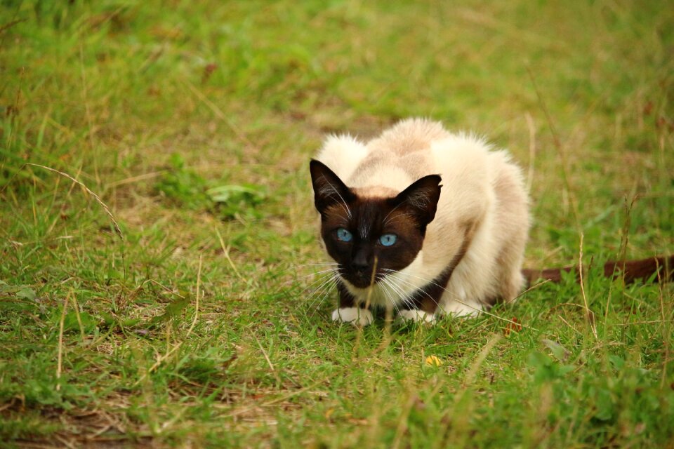 Breed cat siamese cat siamese photo