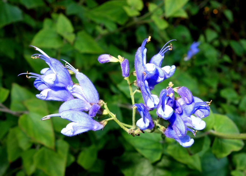 Salvia cacaliifolia - San Francisco Botanical Garden - DSC00008