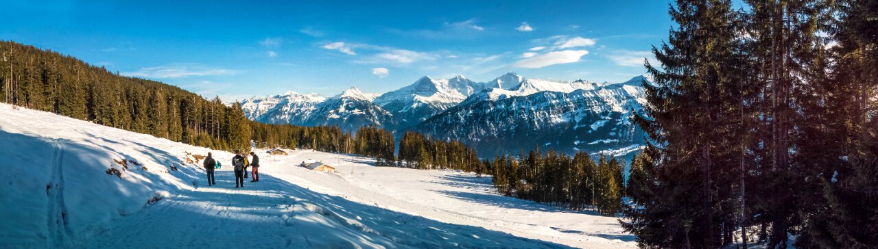Forest snow switzerland