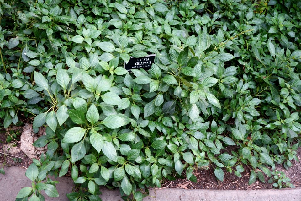 Salvia chiapensis - Brooklyn Botanic Garden - Brooklyn, NY - DSC08186