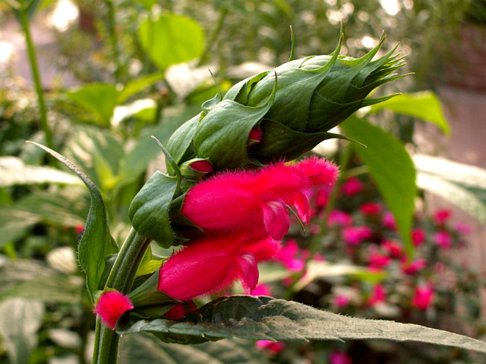 Salvia oxyphora, Phipps Conservatory, 2015-10-10, 01