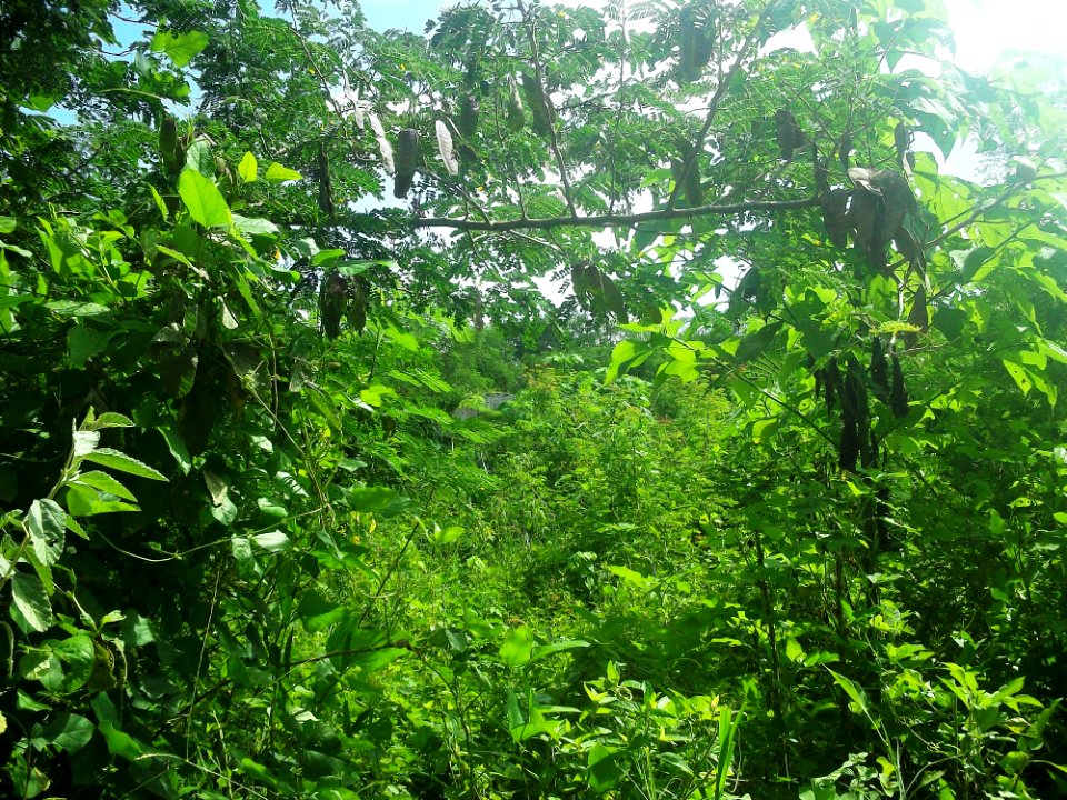 San José Grande (Muxupip), Yucatán (02)